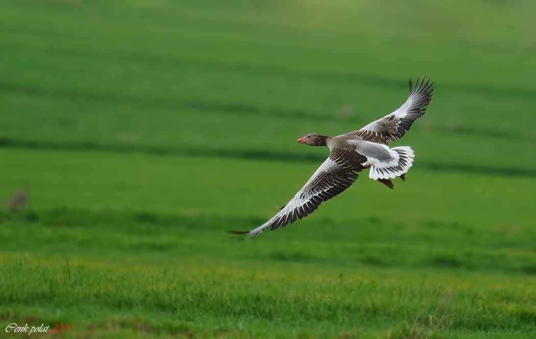 Graylag Goose